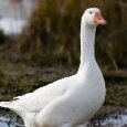 ilikegooses